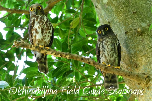 8.15石垣島バードウオッチング&野鳥撮影14