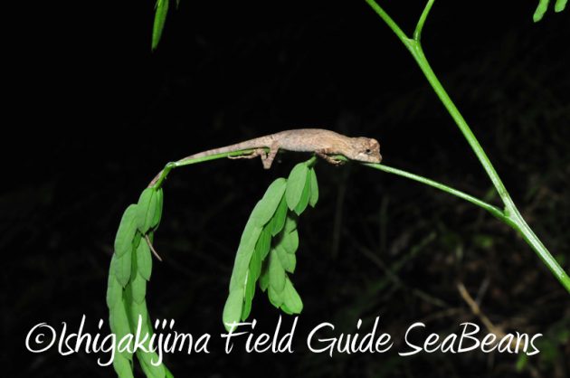 8月5日　石垣島ナイトツアー9