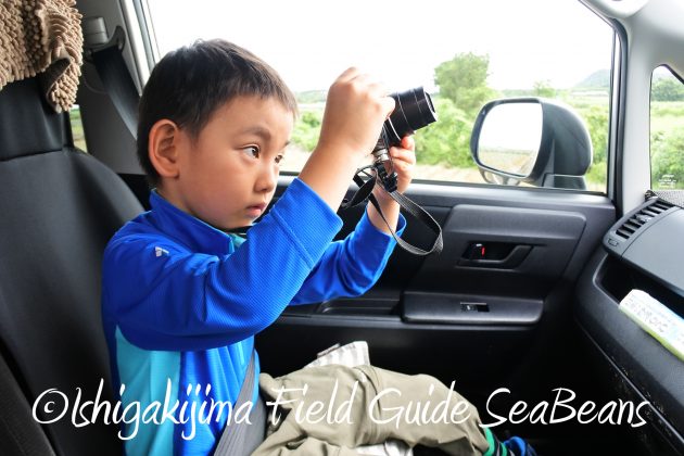 8月17日石垣島バードウオッチング&野鳥撮影11