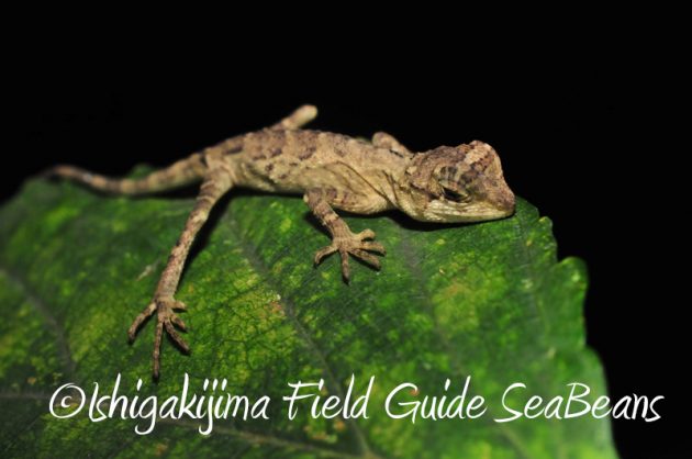 8月11日石垣島ナイトツアー13