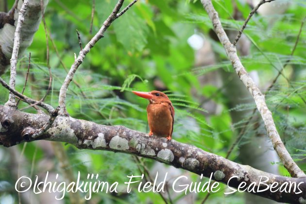 8月17日石垣島バードウオッチング&野鳥撮影24