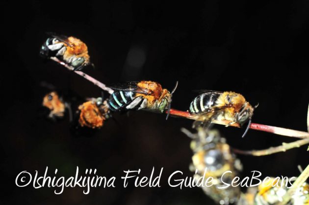 8月5日　石垣島ナイトツアー10