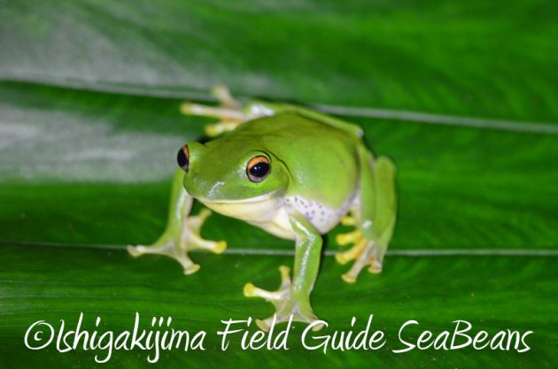 8月8日 石垣島ナイトツアー14