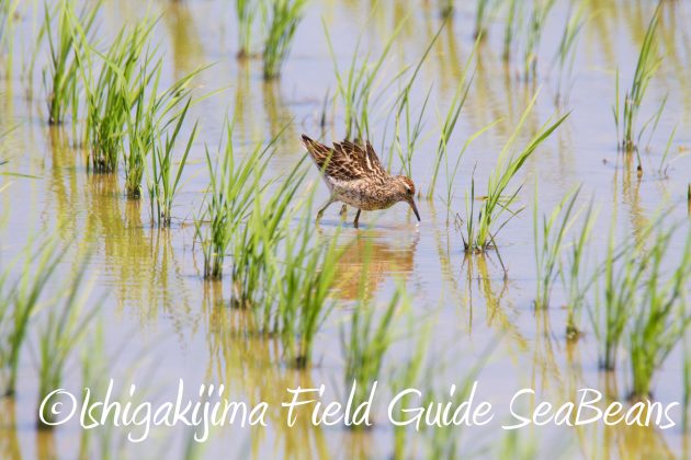 8月30日石垣島バードウオッチング＆野鳥撮影4