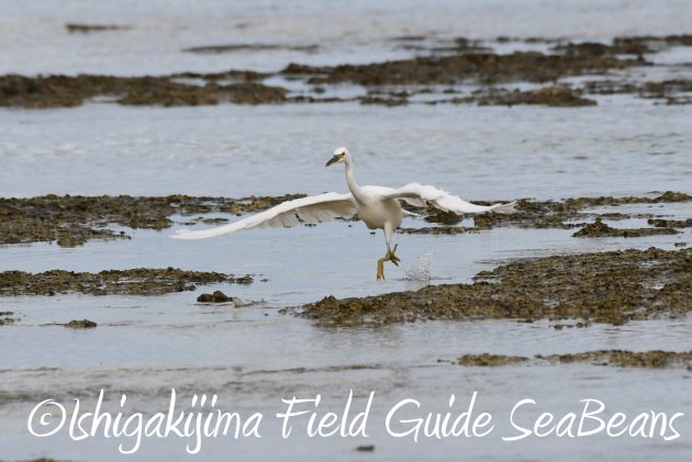 8月26日石垣島バードウオッチング＆野鳥撮影ガイド12