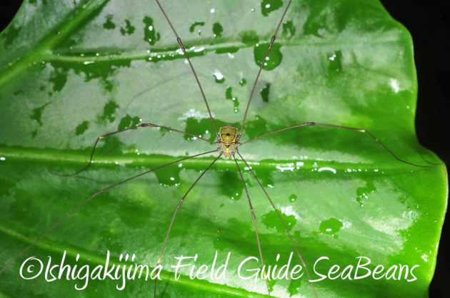 8月7日石垣島 ナイトツアー6