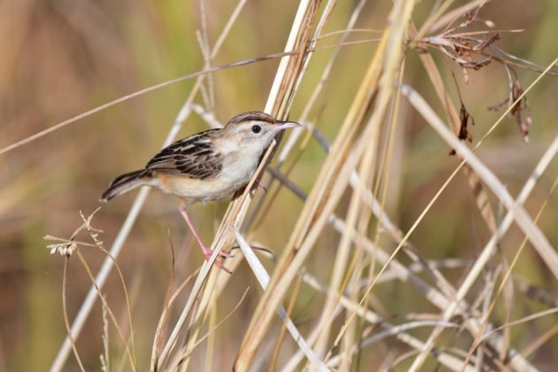 8月11日石垣島バードウオッチング＆野鳥撮影8
