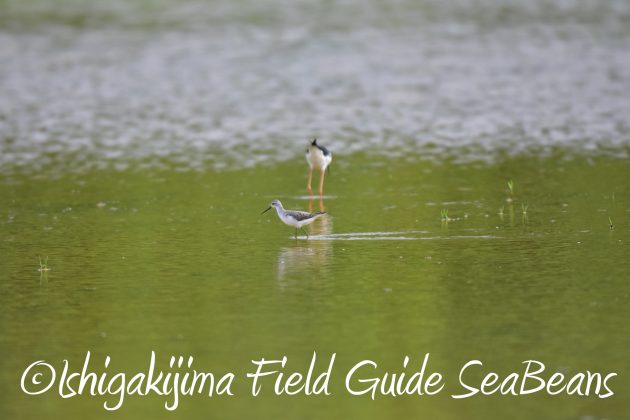 8.28石垣島バードウオッチング＆野鳥撮影4