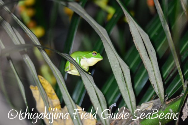 8月2日　石垣島ナイトツアー16