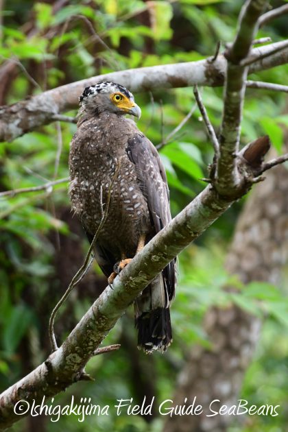 8月16日石垣島　バードウオッチング＆野鳥撮影ガイド4