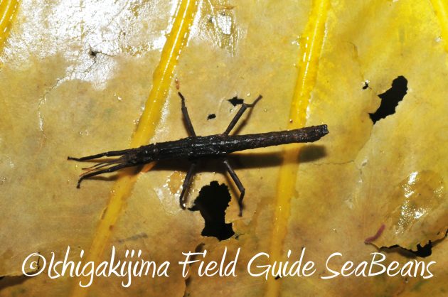 8月17日石垣島ナイトツアー11