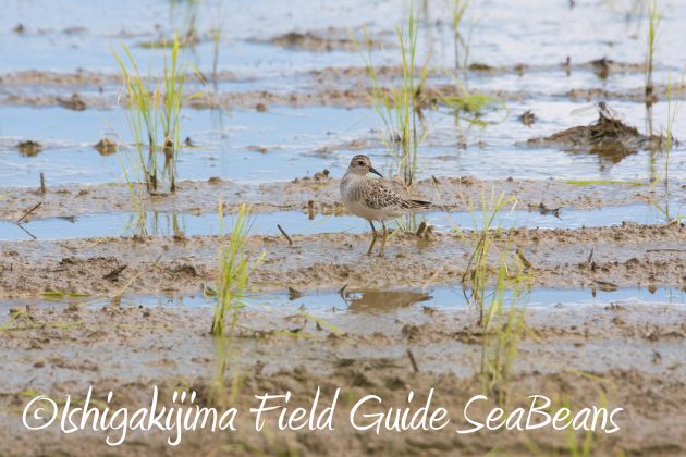 8月27日石垣島バードウオッチング＆野鳥撮影5