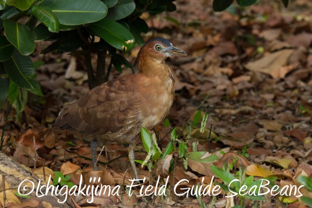 8月31日石垣島バードウオッチング＆野鳥撮影10