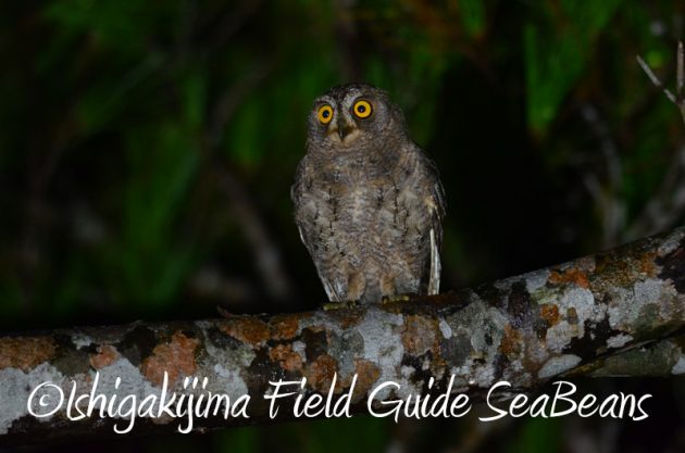 8月10日石垣島ナイトツアー2