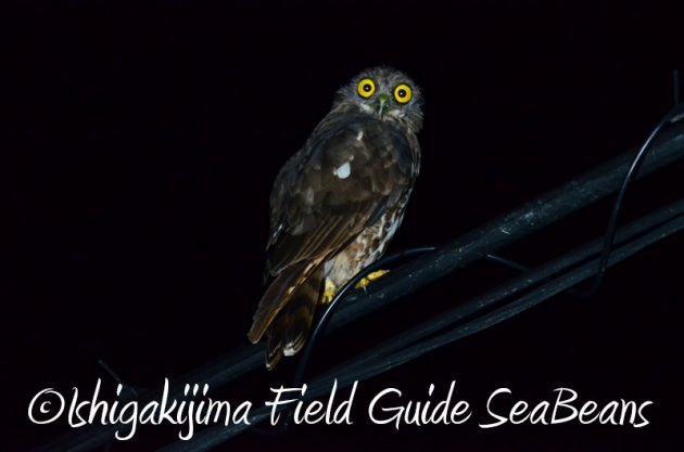 8月10日石垣島ナイトツアー4