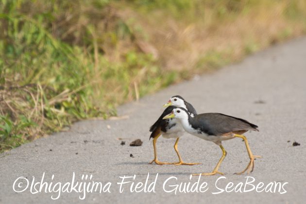 8.15石垣島バードウオッチング&野鳥撮影13