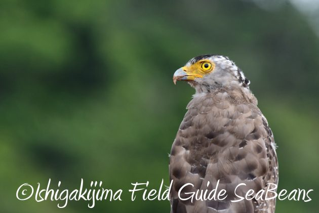 8月16日石垣島　バードウオッチング＆野鳥撮影ガイド3