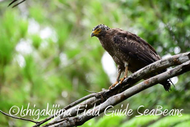 8月10日石垣島 バードウオッチング&野鳥撮影8
