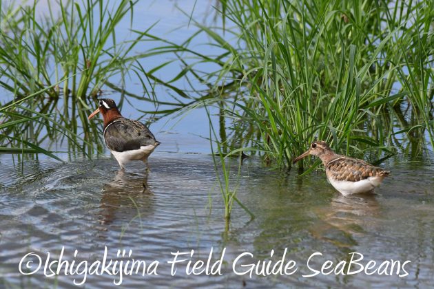 8月17日石垣島バードウオッチング&野鳥撮影8