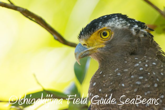 8月30日石垣島バードウオッチング＆野鳥撮影7