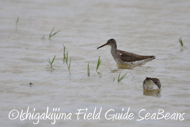 8月6日　石垣島の野鳥　バードウオッチング7