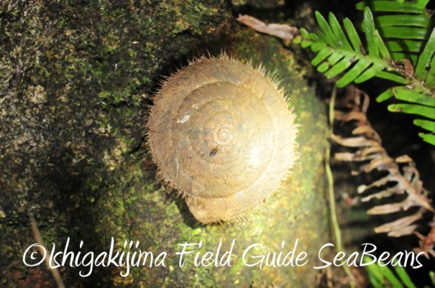 8月8日 石垣島ナイトツアー10