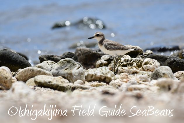 8月9日石垣島の野鳥　バードウオッチング4