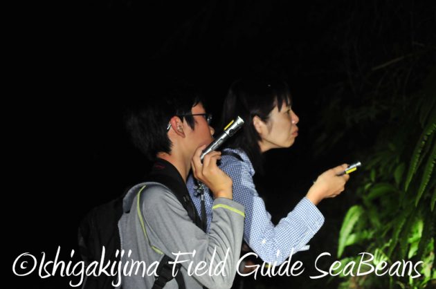 8月1日　石垣島ナイトツアー15