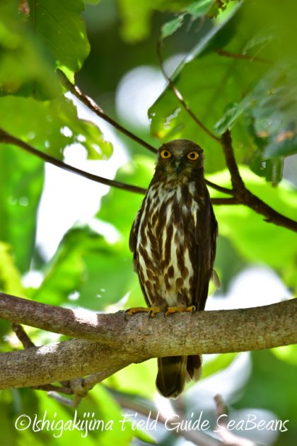 8月3日　石垣島　バードウオッチング3