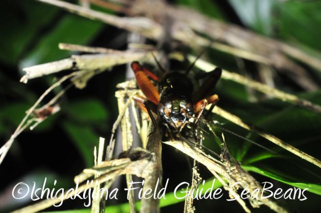 7月31日 石垣島ナイトツアー17