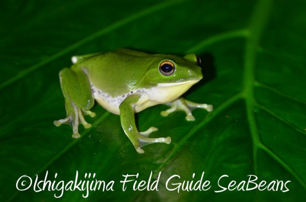 8月5日　石垣島ナイトツアー16