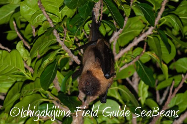 7月31日 石垣島ナイトツアー12