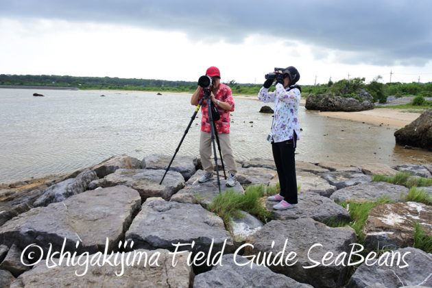 8月11日石垣島バードウオッチング＆野鳥撮影13