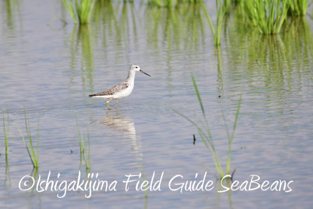 8月8日石垣島 バードウオッチング&野鳥撮影3