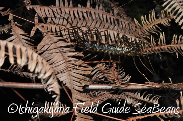 8月1日　石垣島ナイトツアー17