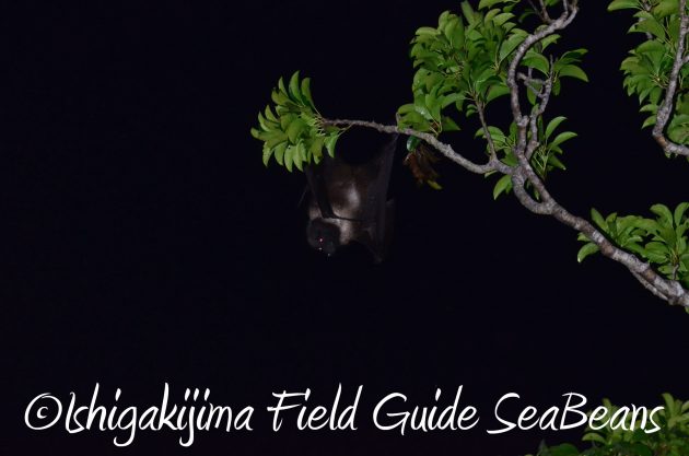 8.16石垣島ナイトツアー18