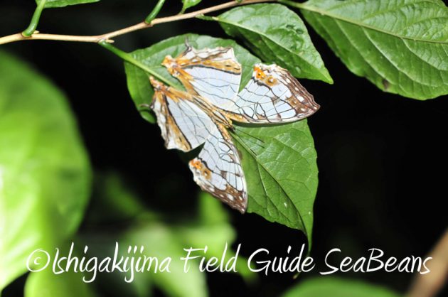 8月9日石垣島ナイトツアー13