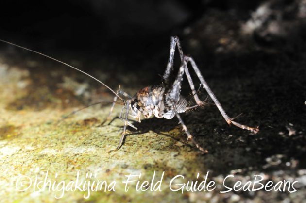 8月7日石垣島 ナイトツアー15