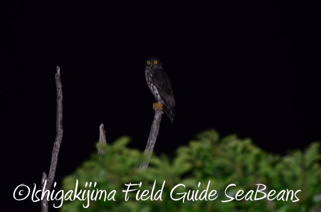 8月17日石垣島ナイトツアー4