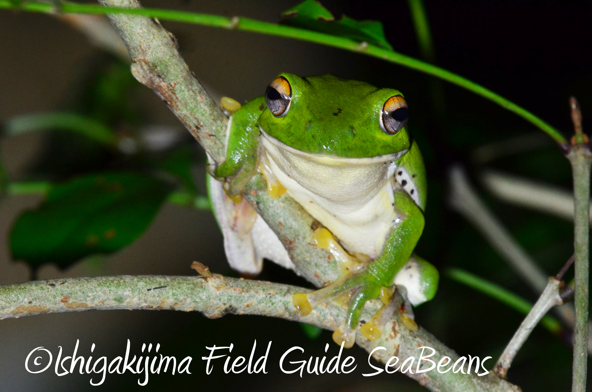石垣島のカエル。Ishigaki Island Frog.
