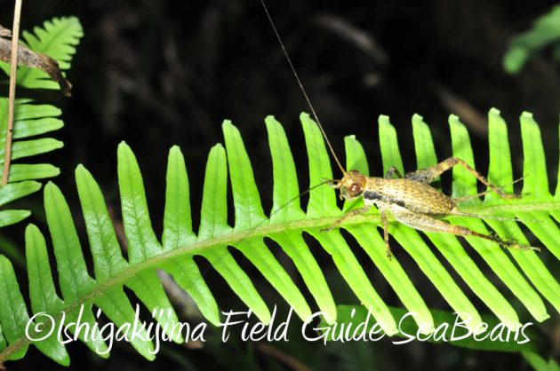 7月31日 石垣島ナイトツアー10