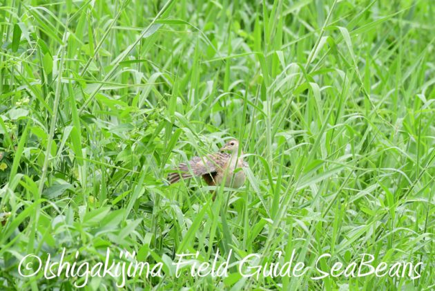 8月10日石垣島 バードウオッチング&野鳥撮影11