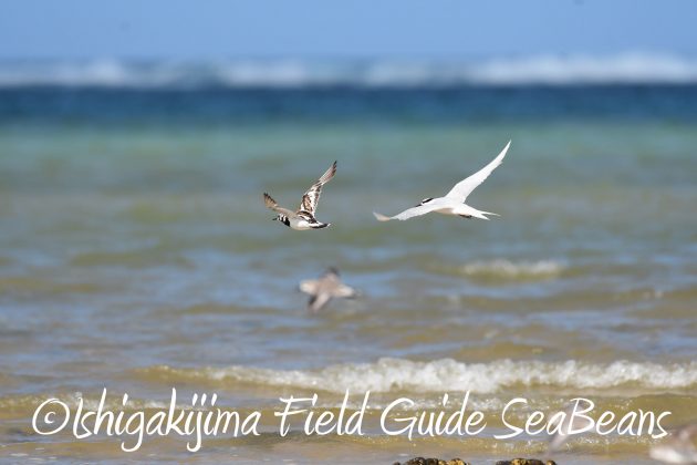 8月26日石垣島バードウオッチング＆野鳥撮影ガイド16