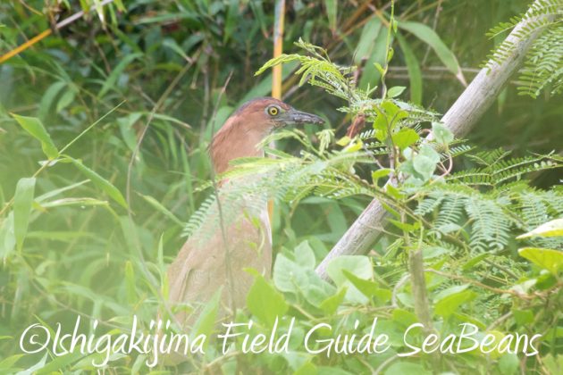 8月10日石垣島 バードウオッチング&野鳥撮影13