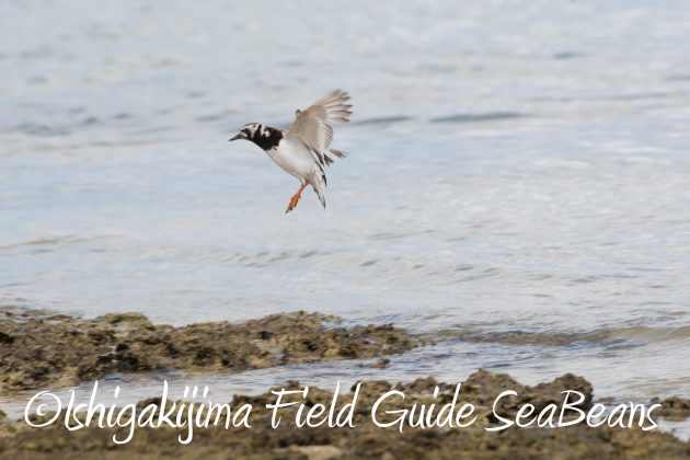 8月26日石垣島バードウオッチング＆野鳥撮影ガイド15