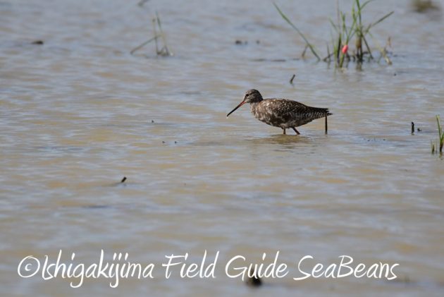 8月2日石垣島　バードウオッチング　野鳥撮影4