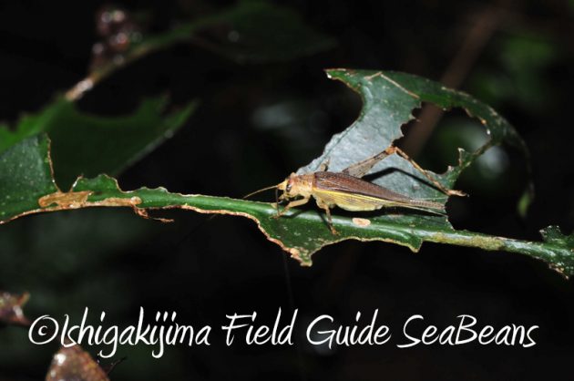 8月7日石垣島 ナイトツアー7