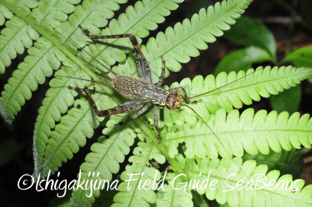 8月5日　石垣島ナイトツアー12
