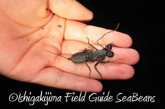 8月1日　石垣島ナイトツアー3