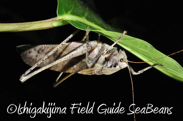 8月24日石垣島ナイトツアー17